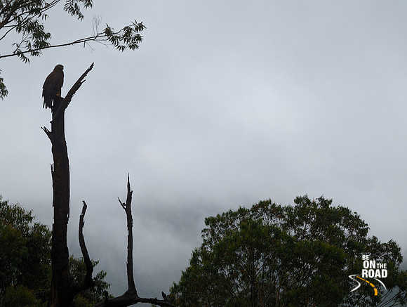 Crested Serpent Eagle at Misty Manjolai