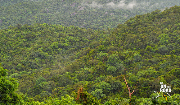 Dense forests of Kalakad Mundanthurai Tiger Reserve near Manjolai hill station
