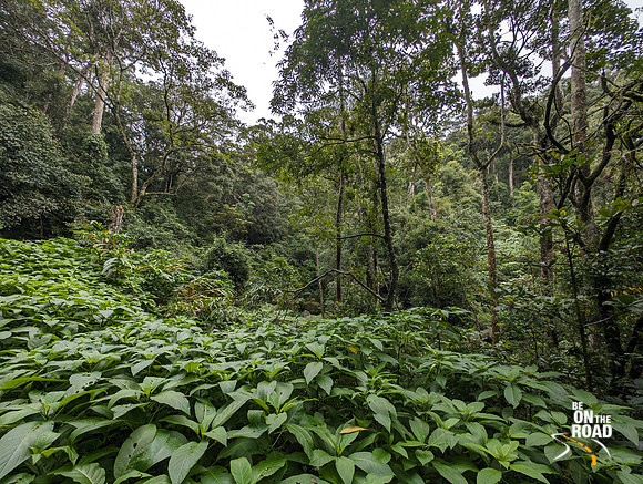 Dense jungle at Nalmukku, Kalakad Mundanthurai Tiger Reserve
