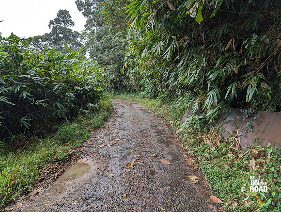 Elephant bamboo zone near Iron bridge, KMTR