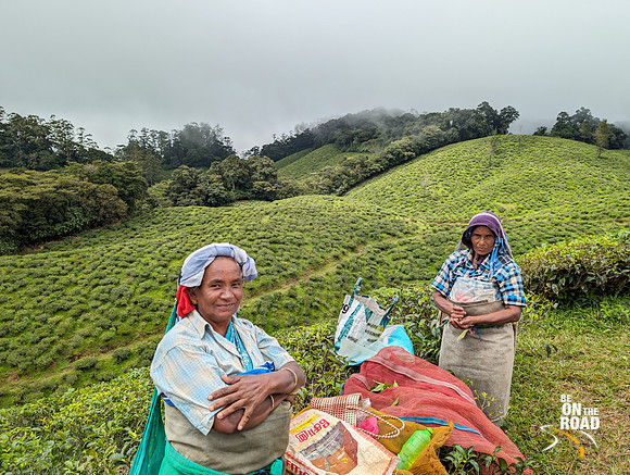 Nalmukku tea estate and the tea ladies