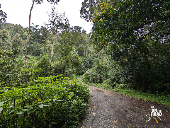 Road connecting Kakkachi to Nalmukku, KMTR