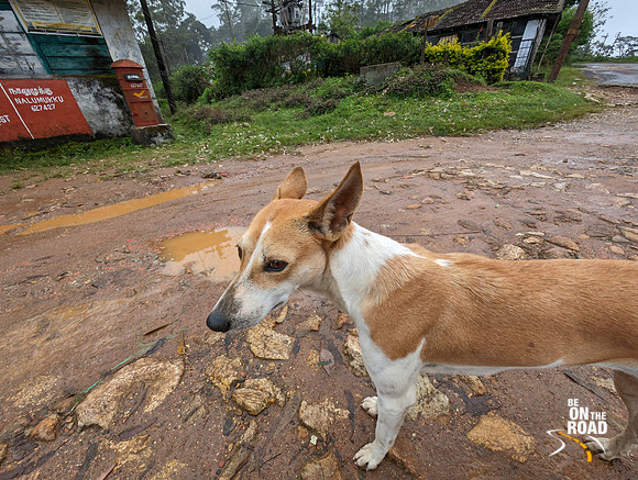 The Nalumukku dog portrait