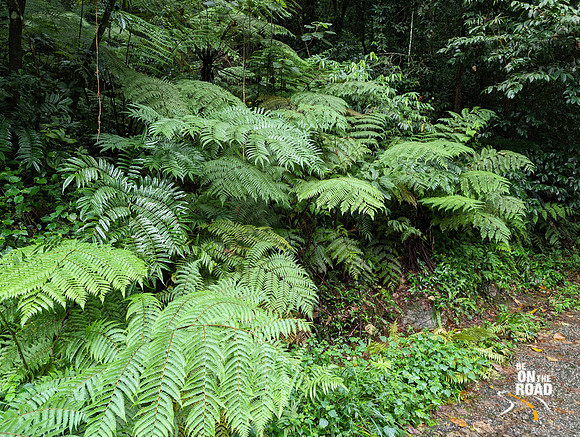 Thriving ecosystem at Nalmukku, KMTR