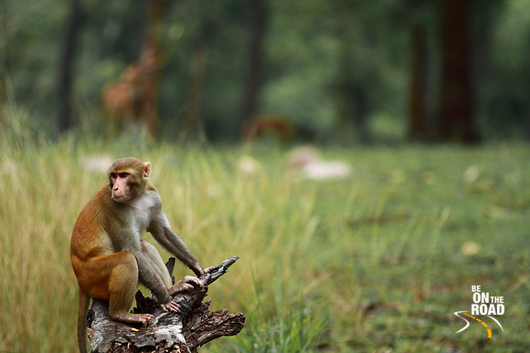 Gorgeous coat of a male rhesus macaque at Pench Tiger Reserve
