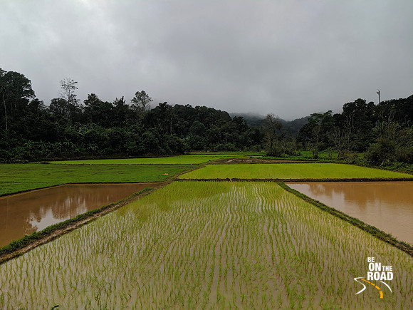 Fresh paddy and a monsoon day in Coorg