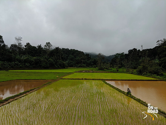 Sowing paddy near Bhagamandala, Coorg