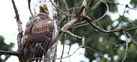 The piercing eyes of a Crested Serpent Eagle at Pench Tiger Reserve