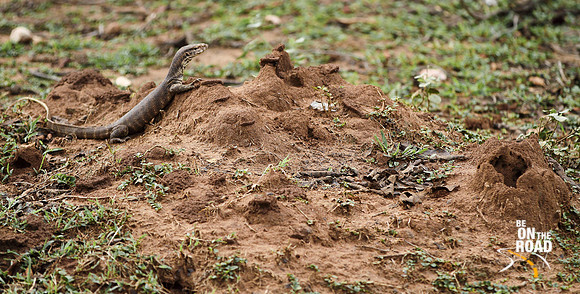 Monitor lizard next to termite mound at Pench Tiger Reserve, Madhya Pradesh
