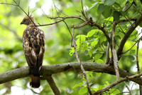 Stunning Changeable Hawk Eagle at Pench Tiger Reserve