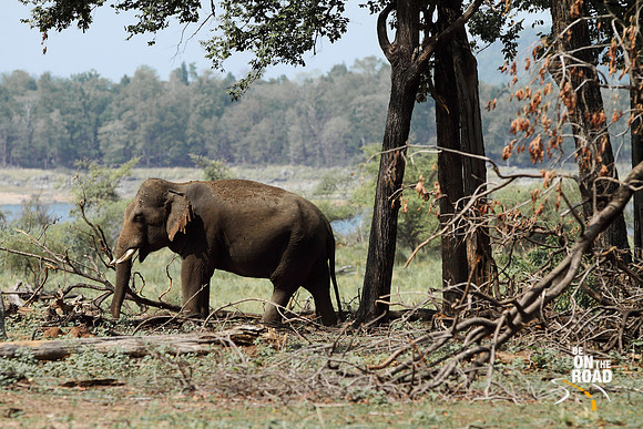 Young male tusker used as a training elephant at Pench Tiger Reserve