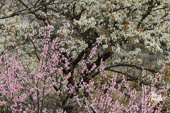 Peach and pear trees in full bloom at Dorjeeling village, Arunachal Pradesh
