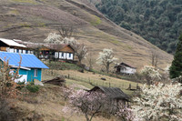 Houses surrounded by peach and pear trees at Dorjeeling village