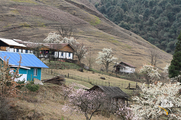 Houses surrounded by peach and pear trees at Dorjeeling village