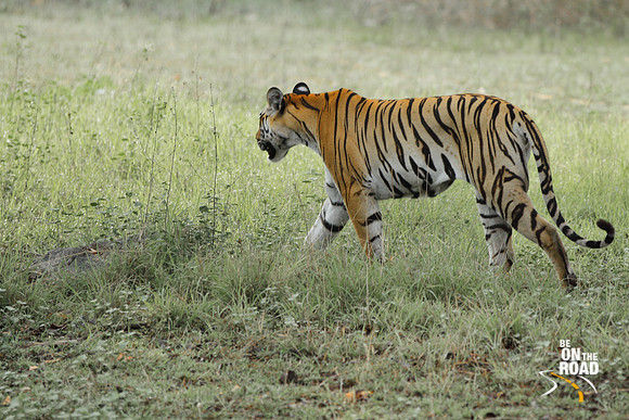 The majestic stroll of a Pench tigress