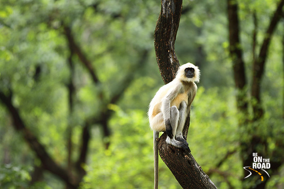 Grey Langur at Pench Tiger Reserve