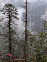 Rhododendron flowers, misty pine forests and waterfalls - all seen enroute Lamang, Arunachal Pradesh