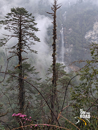 Rhododendron flowers, misty pine forests and waterfalls - all seen enroute Lamang, Arunachal Pradesh