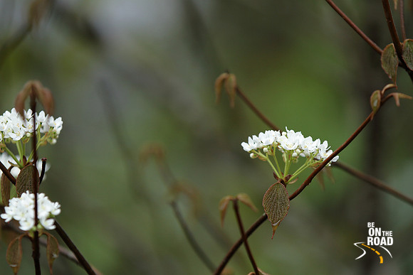 Exotic flowers in bloom between Mechuka and Lamang