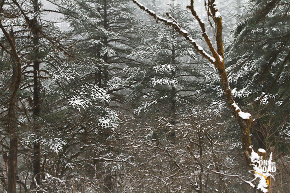 Snow covered pine trees at Lamang, Arunachal Pradesh