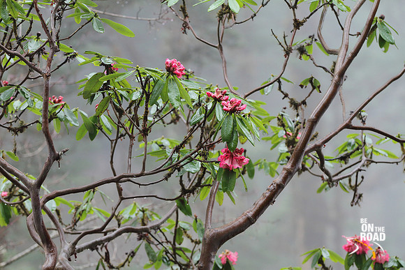 Rhododendron flowers in bloom between Mechuka and Lamang