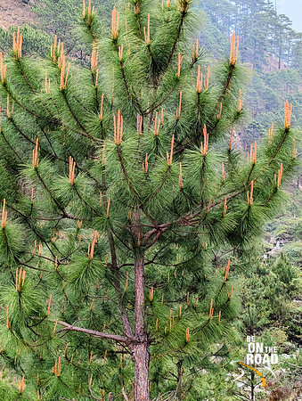 Pine cones on pine trees at Kaho, Arunachal Pradesh
