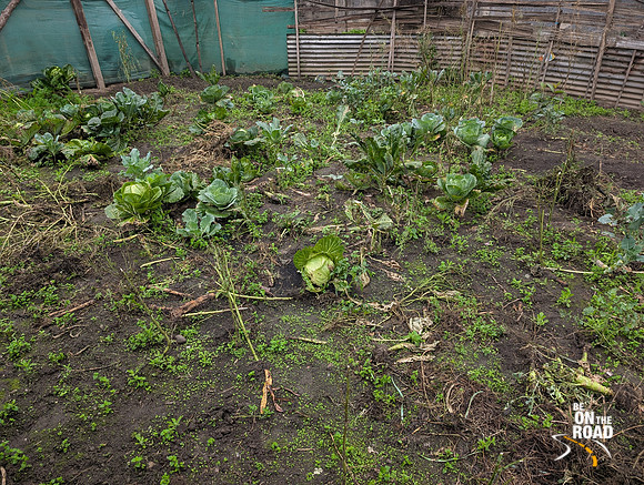Vegetable garden at Linya homestay, Aalo