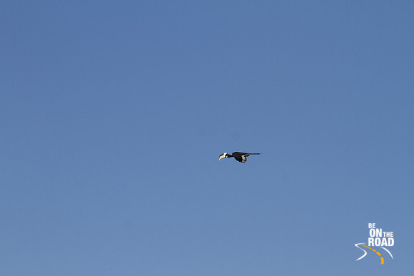 Malabar pied hornbill in flight in Dandeli's blue sky