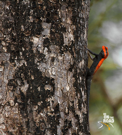 Peninsular Rock Agama at Tadoba Andhari Tiger Reserve, Maharashtra