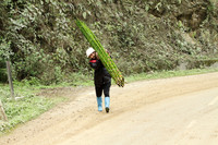 Worker from Arunachal Pradesh carrying fresh bamboo stems