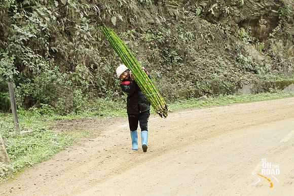 Worker from Arunachal Pradesh carrying fresh bamboo stems