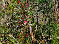 Rhododendrons blooming inside Dibang Wildlife Sanctuary, Arunachal Pradesh