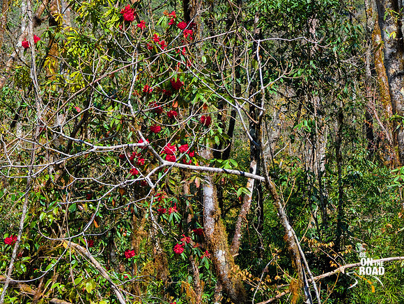 Rhododendrons blooming inside Dibang Wildlife Sanctuary, Arunachal Pradesh