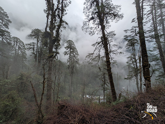 Misty pine forests enroute Lamang, Arunachal Pradesh