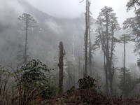 Misty pine forest and a waterfall in the background