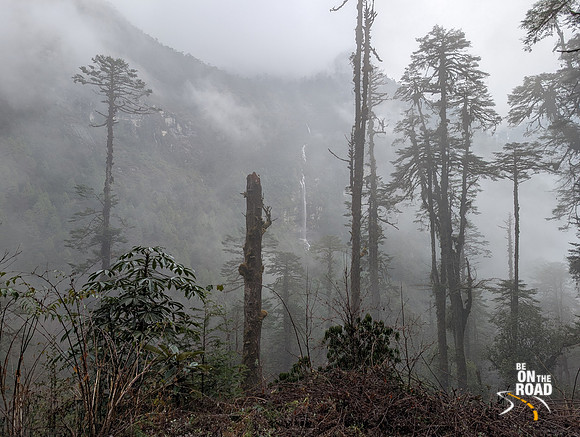 Misty pine forest and a waterfall in the background