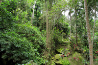 Green surroundings of Goa Gajah temple, Bali, Indonesia