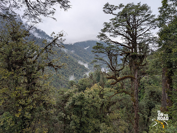 Dense forest between Mechuka and Lamang in Arunachal Pradesh