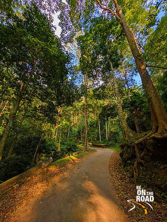 Tall trees on the forest route to Rosemala View Point, Kerala