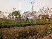 Tea estates just before the Arunachal Pradesh border checkpost at Likabali