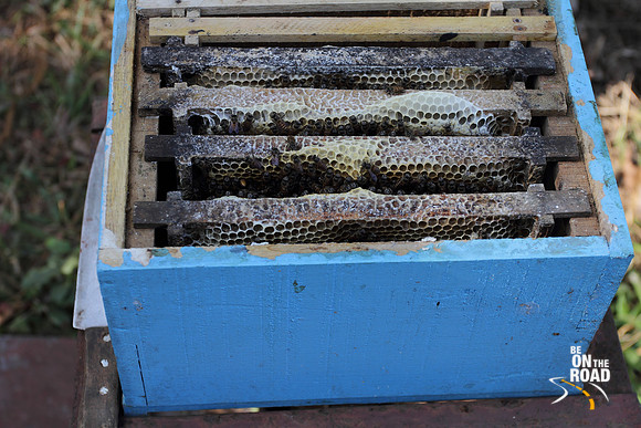 Honey bee harvesting at Kadu Mane, Dandeli