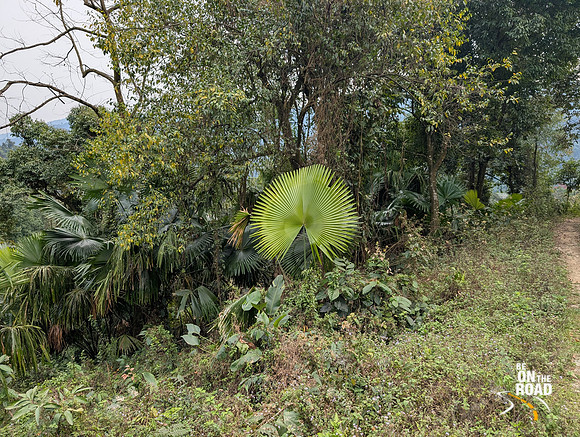 Beautiful fan palm tree spotted by the side of the highway enroute Aalo in Arunachal pradesh