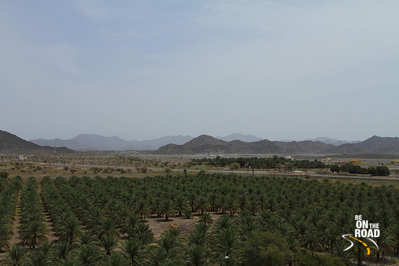 Lots of date palms as seen from the top of Jabrin castle, Oman