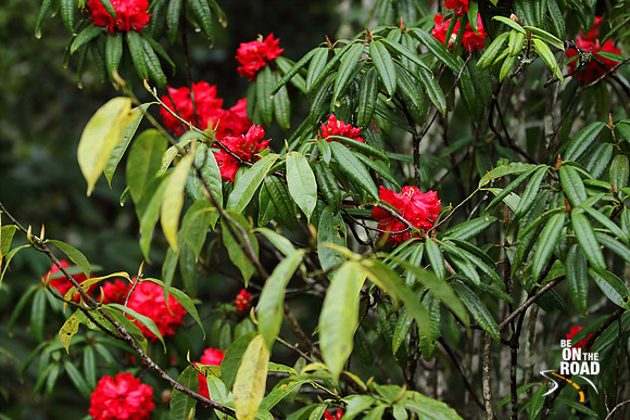 Red rhododendron flowers in full bloom all the way from Mechuka to Lamang in Arunachal Pradesh