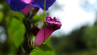 IMG_4671
