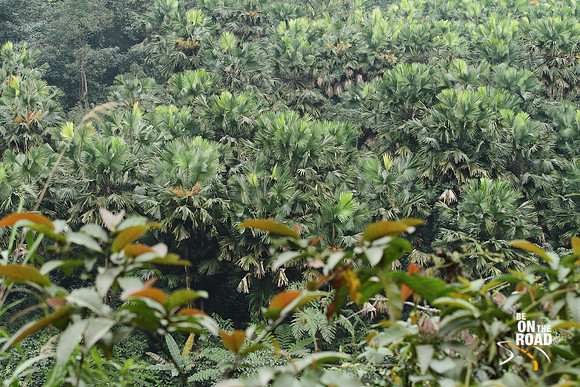 Forest of fan palm at Arunachal Pradesh Mechuka highway