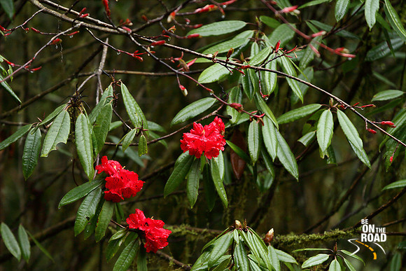 Red rhododendron flowers in bloom between Mechuka and Lamang