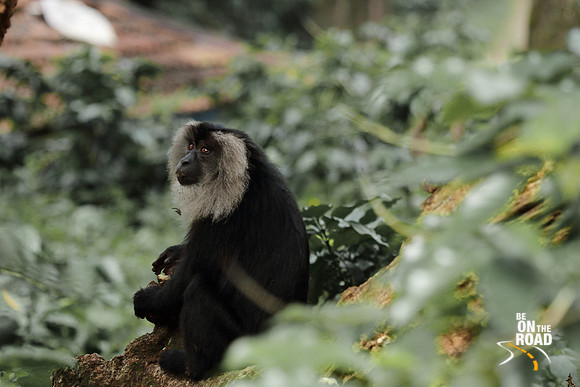 The gaze of a lion tailed macaque at Puduthotham Estate, Anaimalai Tiger Reserve, Valparai