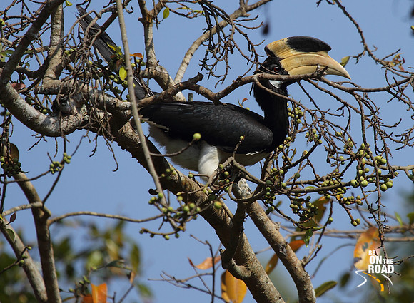 Malabar Pied Hornbill (Male) eating berries at Dandeli