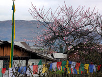 Peach tree in full bloom with Mechuka mountain in the background